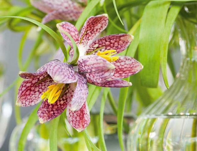 Fritillaria Meleagris, Snake's head Fritillary, Guinea-hen flower, Spring Bloom, Mid Spring bloom, Late Spring bloom