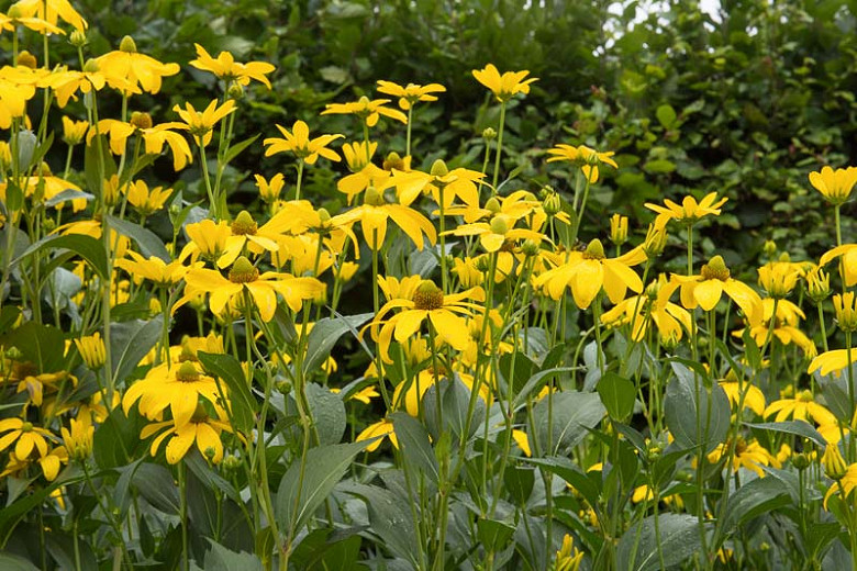 Rudbeckia laciniata (Cutleaf Coneflower)