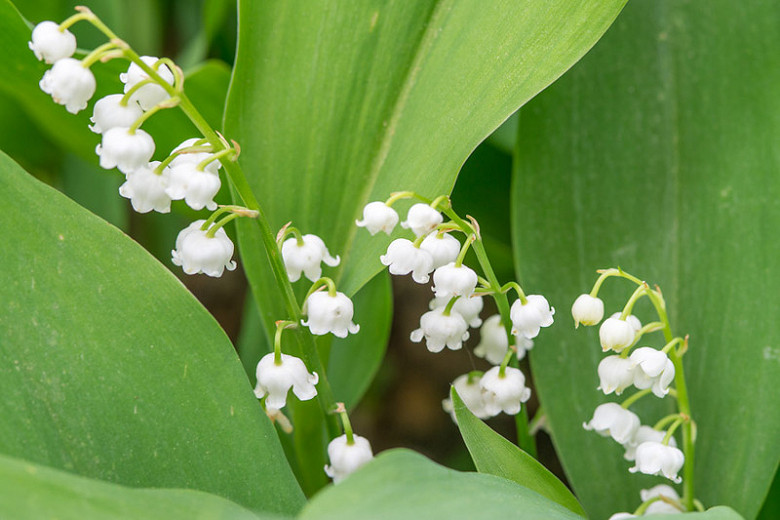 Image of Hostas companion plant for lily of the valley