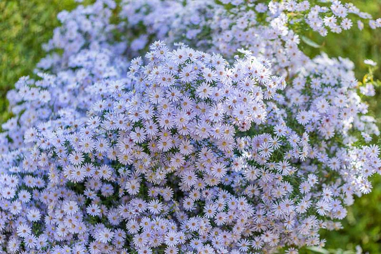 Aster 'Little Carlow', Symphyotrichum 'Little Carlow', Michaelmas Daisy 'Little Carlow', Aster cordifolius 'Little Carlow', Fall perennials, Fall Flowers, Lavender Asters, Blue Asters