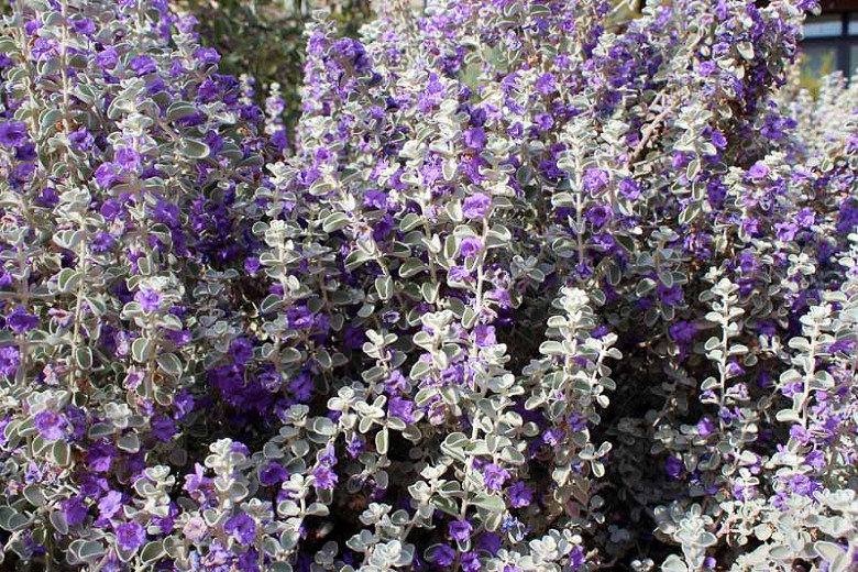 Hyptis emoryi, Desert Lavender, Condea emoryi, Purple flowers