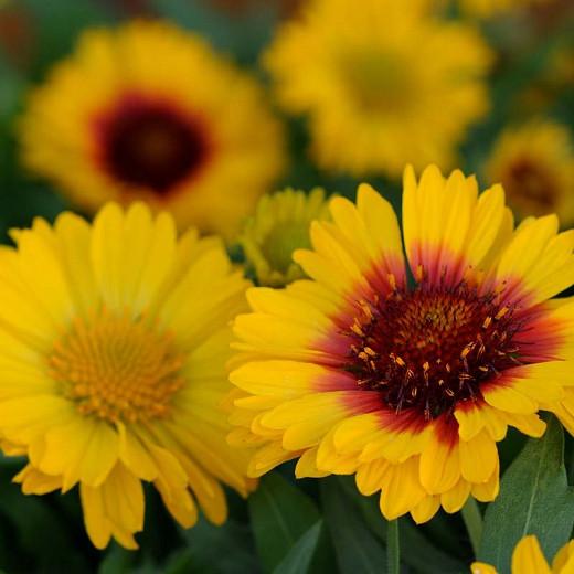 Gaillardia X Grandiflora Mesa Bright Bicolor Blanket Flower