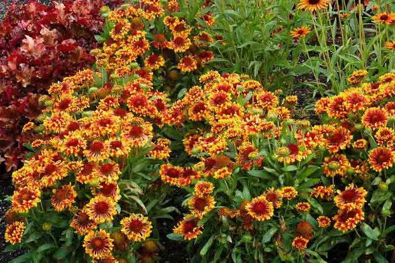 arizona sun blanket flower care