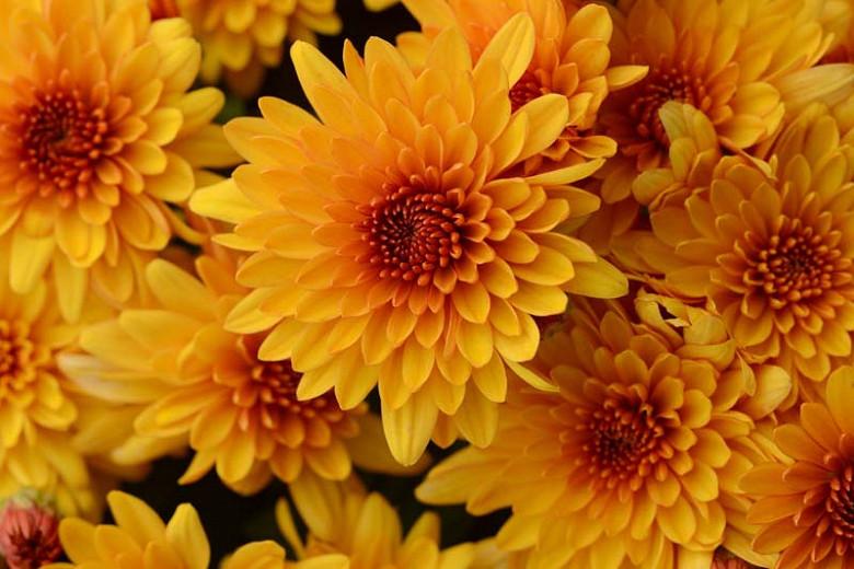 Chrysanthemum Fireglow Bronze Chrysanthemum Fireglow Bronze