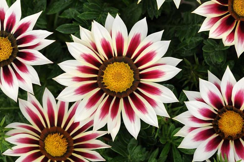 Reseeding Annual 30 Kiss Rose Gazania Flower Seeds