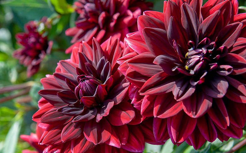 Dahlia &lsquo;Sam Hopkins&rsquo;