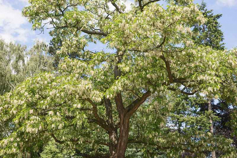 Robinia pseudoacacia,Common Robinia, False Acacia, Bastard Acacia, Black Locust, Fragrant White Locust, Locust, Yellow Locust, White flowers, Fragrant flowers, Fragrant tree