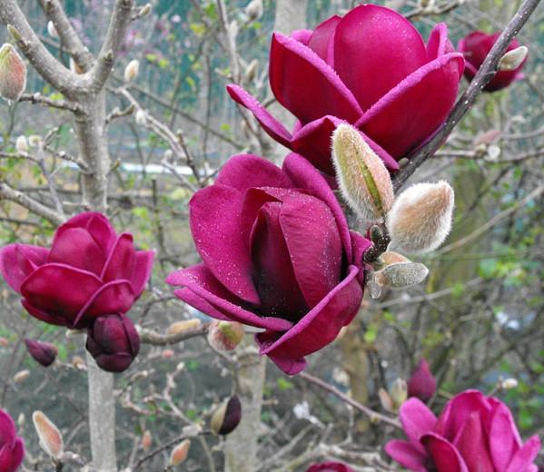 Magnolia Genie