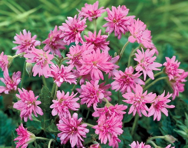 Geranium × oxonianum f. thurstonianum 'Southcombe Double', Thurston's cranesbill 'Southcombe Double', Geranium 'Southcombe Double', Hardy Geraniums, Best geraniums, pink geranium, pink flowers, Double Geranium