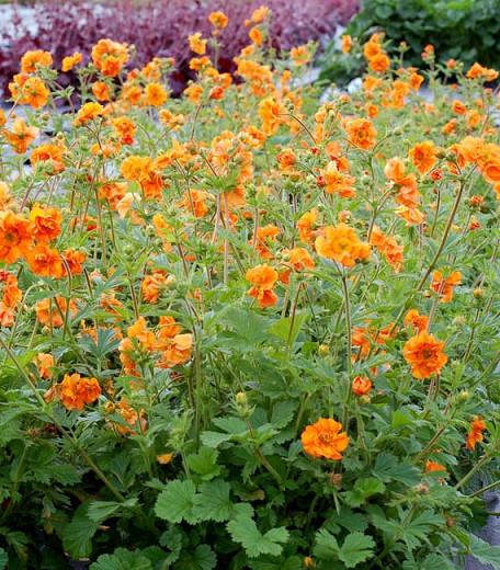 Geum Fire Storm Avens Geum Fire Storm Avens