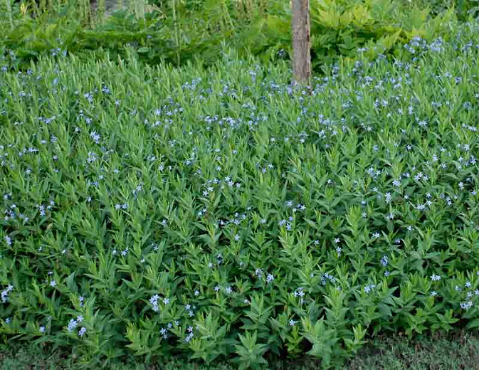 Amsonia Blue Ice, Blue Star 'Blue Ice', Willow Amsonia 'Blue Ice', Blue Dogbane 'Blue Ice', Willow Blue Star 'Blue Ice', Eastern Bluestar 'Blue Ice', Blue flowers