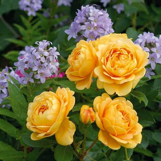 Rosa Golden Celebration English Rose