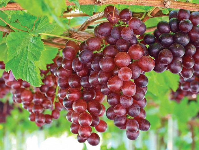 Vitis 'Catawba', Grape 'Catawba', Catawba Grape, Grape Vines, Red Grapes, Seedless Grapes