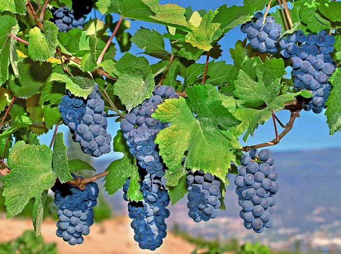 Vitis 'Mars Seedless', Grape 'Mars Seedless', Mars Seedless Grape, Grape Vines, Red Grapes, Seedless Grapes