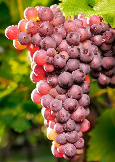 Vitis 'Reliance', Grape Vine 'Reliance', Grape 'Reliance', Vitis labrusca 'Reliance', Grape Vines, Red Grapes, Seedless Grapes