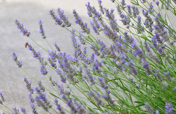 5 Live Perennial Plant LAVANDIN x intermedia Grosso 5 French Lavender Grosso