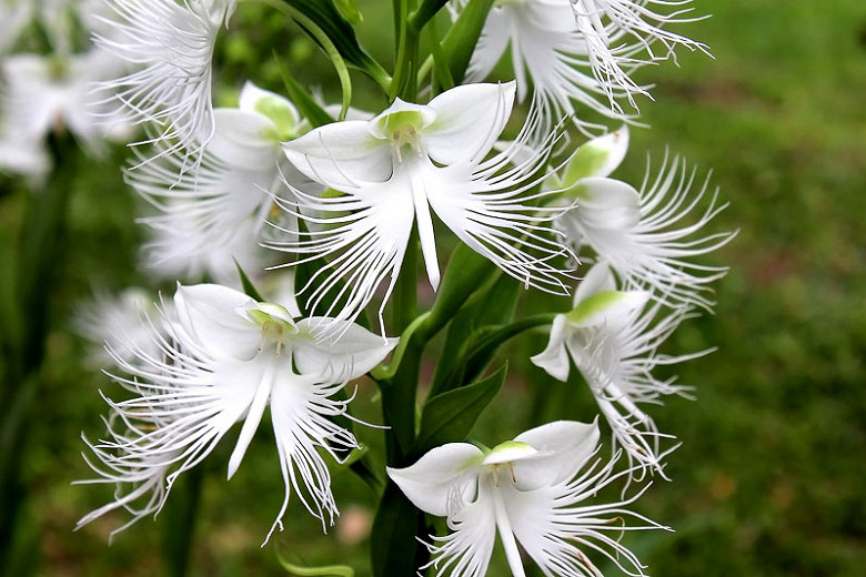 Habenaria radiata (White Egret Orchid)
