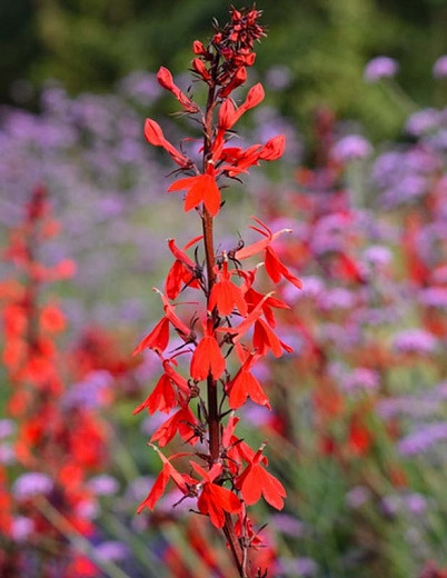Lobelia Cardinalis, Cardinal Flower, Water Gladiole, Red Bay, Scarlet Lobelia, Slinkweed, Bog Sage, Hog's Physic, Indian Pink, Red flowers