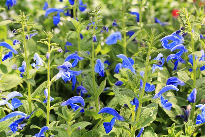 Salvia Patens, Gentian Sage, Spreading Sage, Blue-flowered Sage, Salvia Patens Dark Blue, Salvia Patens 'Oxford Blue', Blue flowers