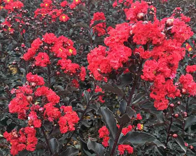 Crape Myrtle Size Chart