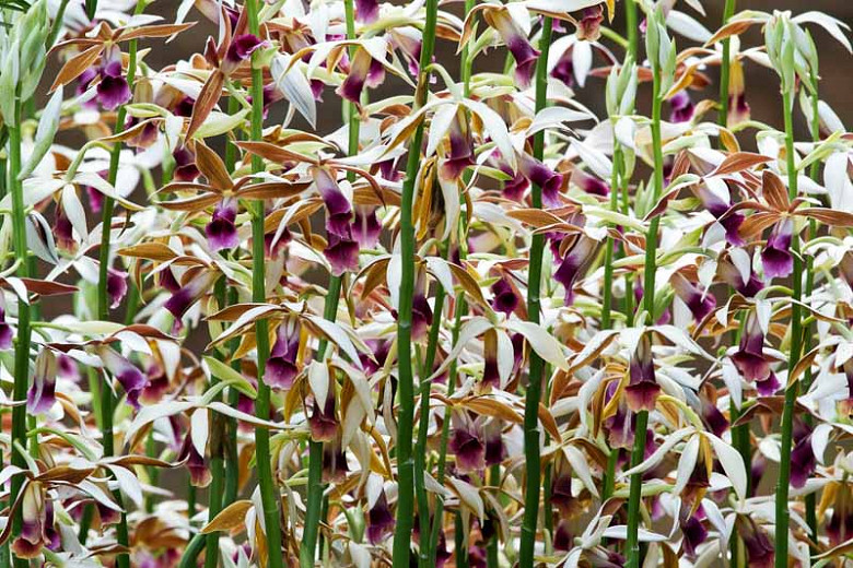 Phaius tankervilleae (Nun's Orchid)