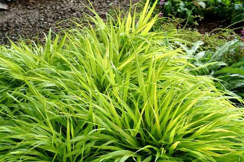 Hakonechloa Macra All Gold Hakone Grass