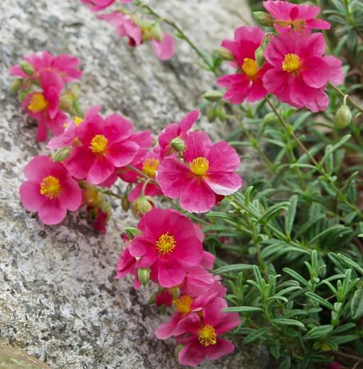Helianthemum 'Raspberry Ripple', Rock Rose 'Raspberry Ripple', Sun Rose 'Raspberry Ripple', pink flowers, ground covers, grouncover, perennial ground cover, Mediterranean Plants