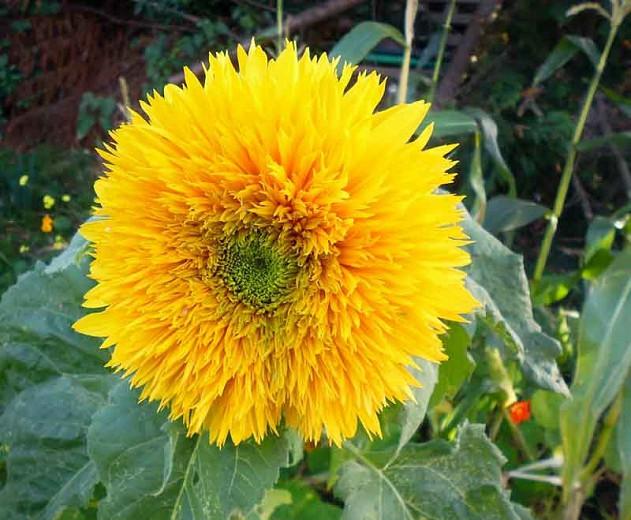 Helianthus annuus Goldy, Common Sunflower Goldy, Comb Flower Goldy, Double Sunflower, Yellow Flowers, Yellow Perennials