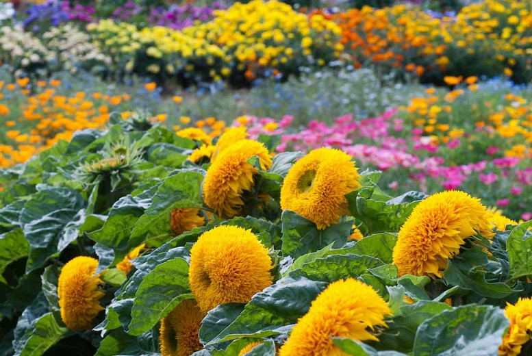 Heliopsis Helianthoides 'Asahi', False Sunflower 'Asahi', Sunflower Heliopsis  'Asahi', Oxeye Sunflower  'Asahi', Heliopsis Asahi