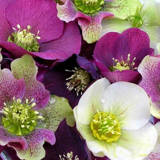 Helleborus Lenten Rose Plant Blooming Now Royal Heritage Helleborus Lenten Rose Plant Blooming Now Royal Heritage