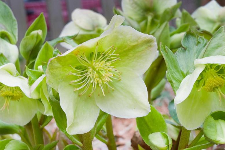 Helleborus X Nigercors Hgc Green Corsican Lenten Rose Helleborus X Nigercors Hgc Green Corsican Lenten Rose