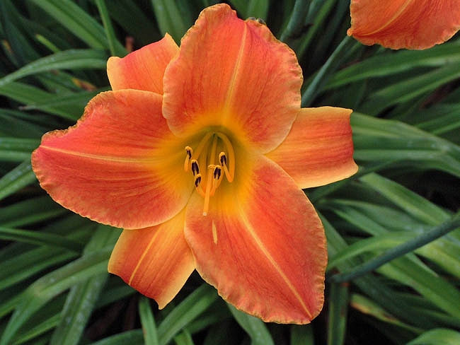III. Choosing the Right Daylily Varieties for Bright Blooms