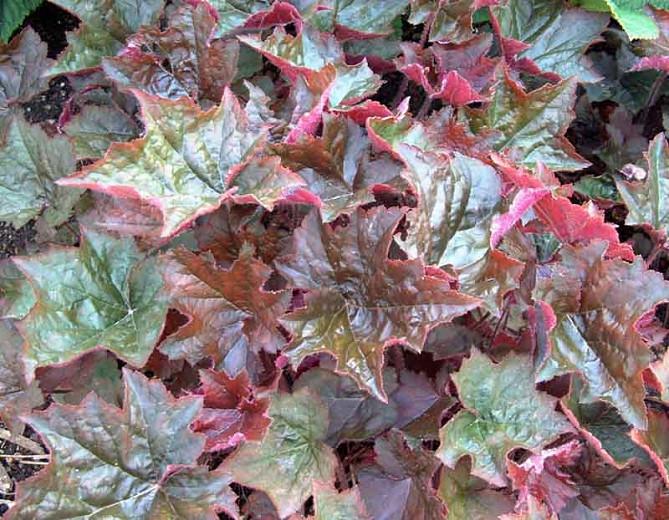Heuchera micrantha 'Palace Purple 