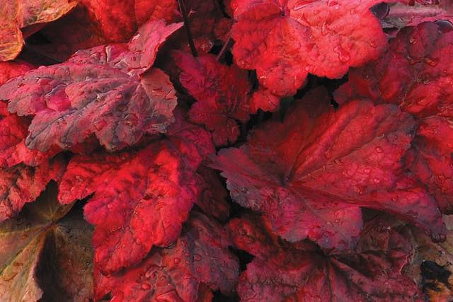 Heuchera Autumn Leaves Coral Bells Heuchera Autumn Leaves Coral Bells