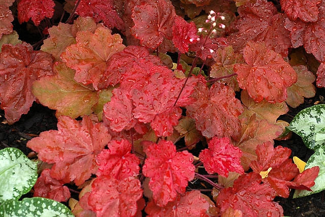Heuchera 'Autumn Leaves', Coral Bells 'Autumn Leaves', Alum Root 'Autumn Leaves', Coral Flower 'Autumn Leaves', Shade plants, Evergreen plants, Red Heuchera