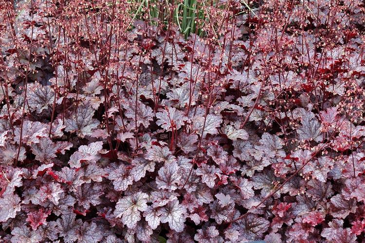 Heuchera 'Plum Pudding' (Coral Bells)