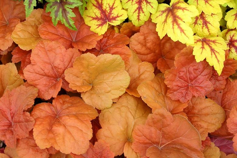 Heuchera Southern Comfort Coral Bells