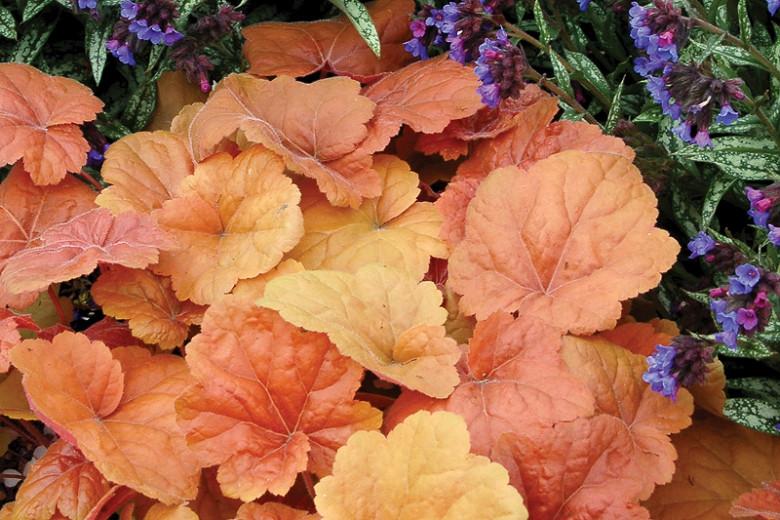 Heuchera Southern Comfort Coral Bells