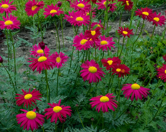 Tanacetum or Pyrethrum 'Robinson's Red' 200 Seeds Hardy Perennial 