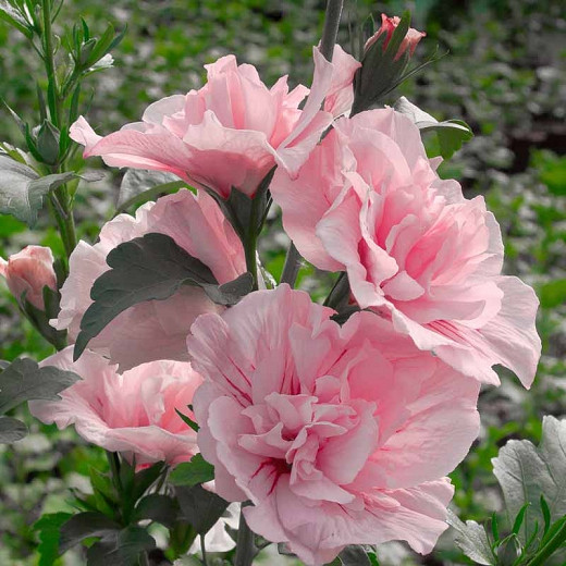 In bloom now!  Check out  the picture! Double Pink Rose of Sharon cuttings 