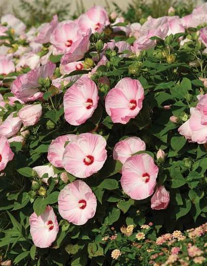 Hibiscus Moscheutos Luna Pink Swirl Hardy Hibiscus