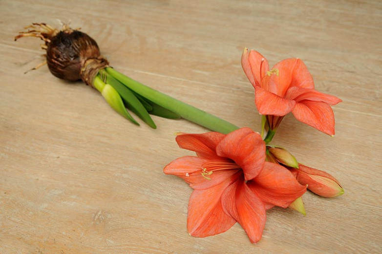 Double Amaryllis Bulbs Hippeastrum Perennial Orange Flowers Hardy Fragrant Plant 