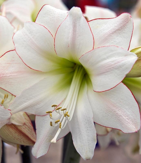 100pcs Amaryllis Water Pink White Hippeastrum plant  large flowers Home Garden 