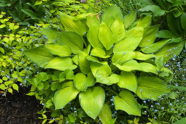 Hosta gold standard