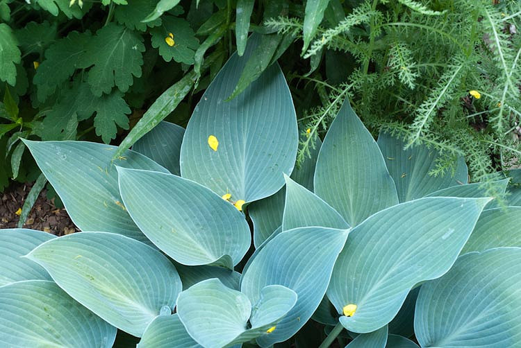 Hosta Hadspen Blue, Plantain Lily 'Hadspen Blue', 'Hadspen Blue' Hosta, Hosta × tardiana 'Hadspen Blue', Blue Hosta, Shade perennials, Plants for shade