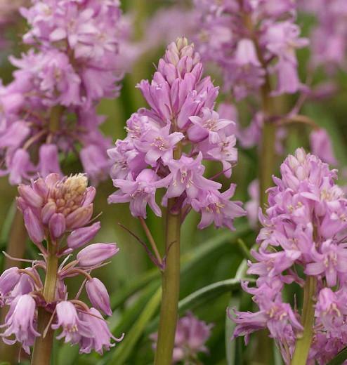Hyacinthoides Hispanica 'Miss World', Spanish Bluebells 'Miss World', Wood Hyacinth 'Miss World', Scilla hispanica 'Miss World', Scilla Campanulata 'Miss World', Endymion Hispanicus 'Miss World', Pink Flowers,