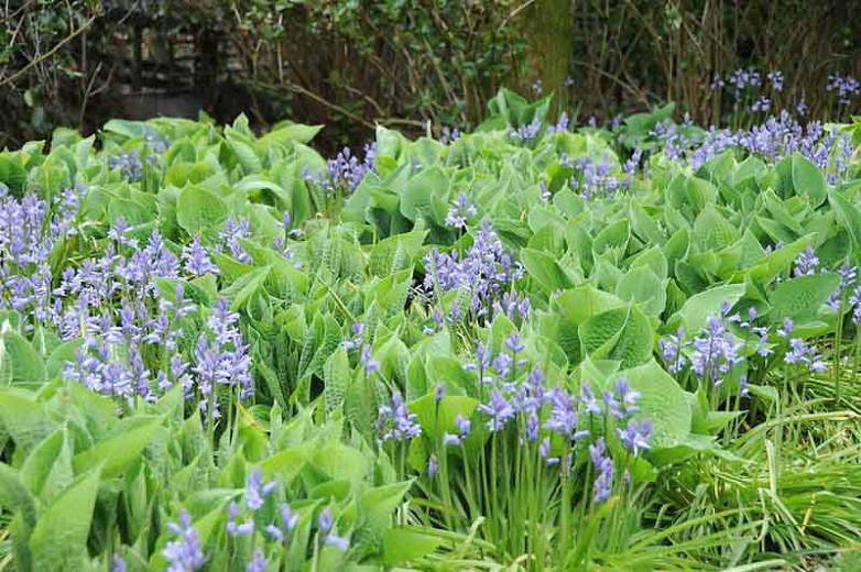 ENGLISH BLUEBELLS  Hyacinthoides non-scripta  SCILLA OPEN WOODLAND 150 seeds 