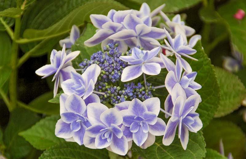 Hydrangea macrophylla 'Star Gazer'