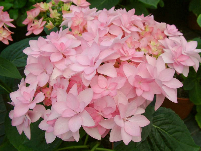 Image of Hydrangea romance flower