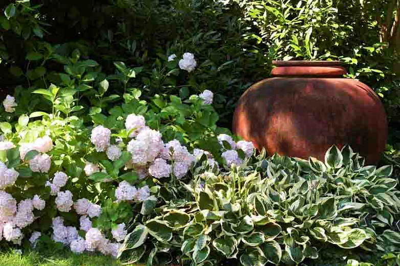 Image of Hydrangea Emile Mouillère in garden